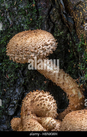 Shaggy scalycap / shaggy Pholiota / Pholiota squamosa (Pholiota squarrosa) sul tronco di albero nella foresta di autunno Foto Stock