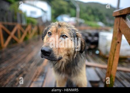 Cane su uno per il legno tradizionale passerelle in Caleta Tortel villaggio costiero. Aysen regione. Cile Foto Stock