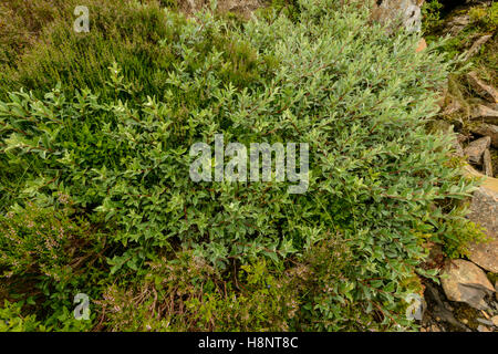 Roverella salice (Salix lapponum) cresce in alta quota in Moffat colline. Foto Stock