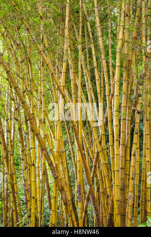 Verde foresta di bamboo a Bali, in Indonesia Foto Stock
