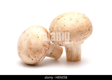 Due funghi di champignon su uno sfondo luminoso Foto Stock