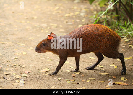 Comune di roditori Agouti correre lungo il percorso, San José Provincia, San Miguel, Costa Rica Foto Stock