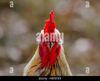 Maschio adulto pollo in posa per la fotocamera