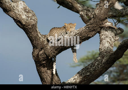 Maschio di leopard (Panthera pardus) di appoggio in una struttura ad albero, Ndutu, Ngorongoro, Tanzania Foto Stock