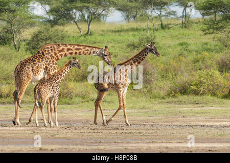 Maasai maschio giraffa con novellame (Giraffa tippelskirchi), Ndutu, Ngorongoro Conservation Area, Tanzania Foto Stock