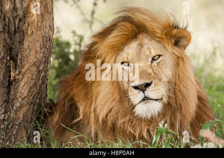 Leone maschio (Panthera leo) con luce mane, Ndutu, Ngorongoro Conservation Area, Tanzania Foto Stock