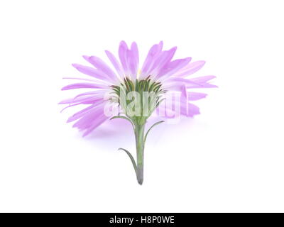 Fiori viola anni degli astri su sfondo bianco Foto Stock
