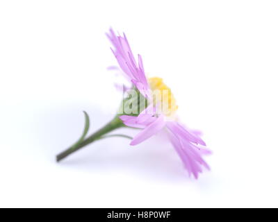 Fiori viola anni degli astri su sfondo bianco Foto Stock