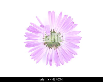 Fiori viola anni degli astri su sfondo bianco Foto Stock
