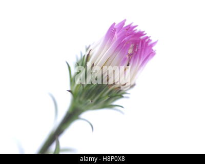 Fiori viola anni degli astri su sfondo bianco Foto Stock