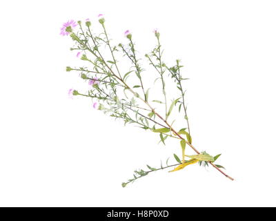 Fiori viola anni degli astri su sfondo bianco Foto Stock