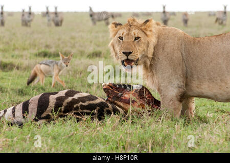 Lion (Panthera leo) in piedi su un dead zebra, un jackal orologi, Ndutu, Ngorongoro Conservation Area, Tanzania Foto Stock