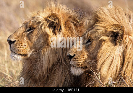 Maschio di traino Lion fratelli (Panthera leo) ritratto, Ndutu, Ngorongoro Conservation Area, Tanzania Foto Stock