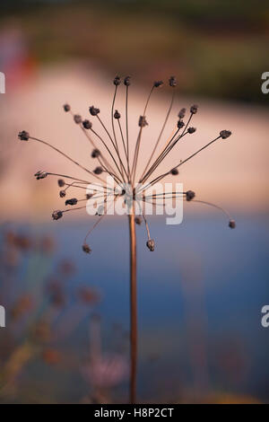 Allium Seedhead, Oudolf Field, Hauser & Wirth, Somerset, Regno Unito. Settembre. Designer Piet Oudolf Foto Stock