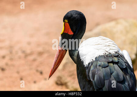 Cicogna Saddlebill Bird ritratto Foto Stock