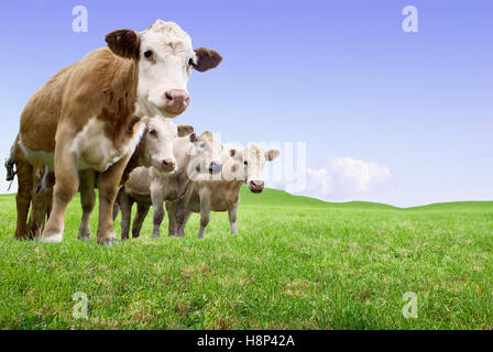 Jersey torelli in un verde pascolo. Questa immagine è un composito. Foto Stock