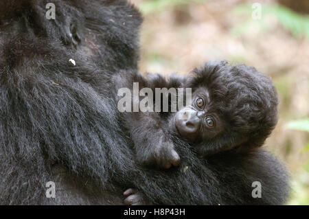 Ritratto di Madre gorilla di montagna e baby, Parco Nazionale Vulcani, Ruanda. Foto Stock