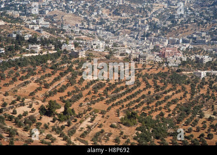 Oliveti in montagne in Jerash Governatorato, Giordania Foto Stock