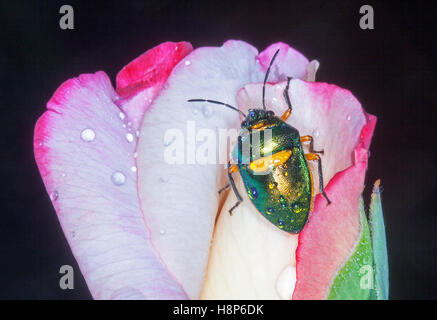 Verde metallizzato gioiello sap coleottero aspirante in rosa e bianco bocciolo di rosa con gocce di pioggia sulla shell e petali di fiore su sfondo nero Foto Stock