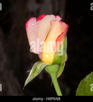 Bella rosa, rosso e giallo bocciolo di rosa 'Double delizia' con gocce di pioggia sulla petali esterni su sfondo scuro Foto Stock