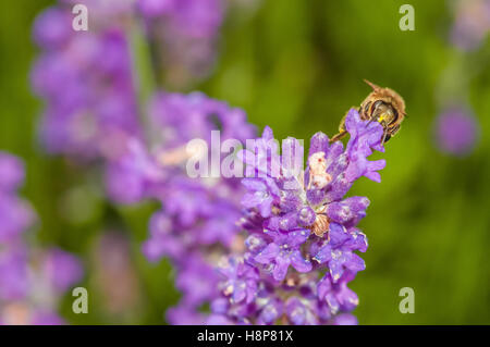 Il miele delle api visitando i fiori di lavanda e raccogliendo il polline close up impollinazione Foto Stock