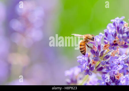 Il miele delle api visitando i fiori di lavanda e raccogliendo il polline close up impollinazione Foto Stock