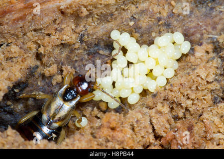 Comune (Earwig Forficula auricularia) femmina adulta nel nido, tendendo le uova. Powys, Galles. Marzo. Foto Stock