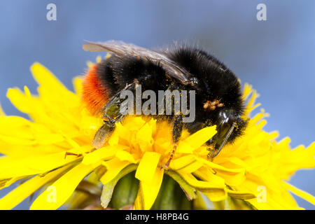 Grande rosso-tailed Bumblebee (Bombus lapidarius) queen alimentazione in un tarassaco (Taraxacum) fiore in primavera. Powys, Galles. Foto Stock
