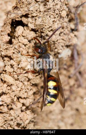 Inizio Nomad Bee (Nomada leucophthalma) femmina adulta. Powys, Galles. Aprile. Foto Stock