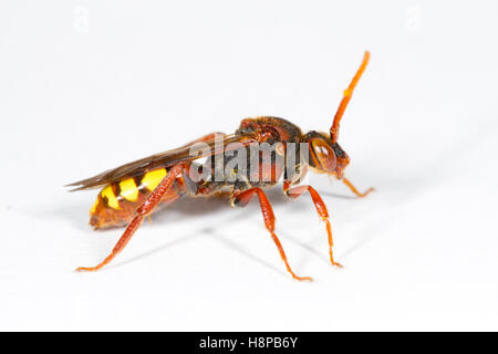 Il Nomade Flavous bee (Nomada flava) femmina adulta su uno sfondo bianco. Powys, Galles, maggio. Foto Stock