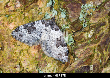 Giardino moquette (Xanthorhoe fluctuata) falena adulta in appoggio sulla corteccia di albero. Powys, Galles. Maggio. Foto Stock