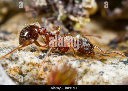 Ant Myrmica sulcinodis adulto lavoratore bere da una goccia d'acqua. Shropshire, Inghilterra. Maggio. Foto Stock