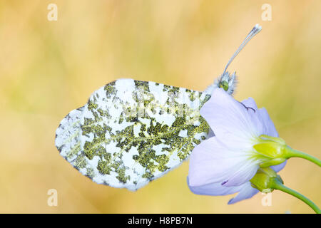 Arancio-punta (Anthocharis cardamines) adulto butterfly sono ' appollaiati al tramonto su una Lady's Smock (cardamine pratensis) fiore. Foto Stock