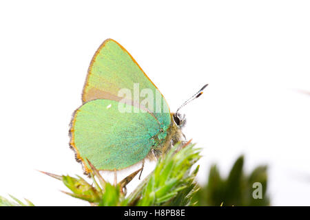 Verde (hairstreak Callophrys rubi) adulto butterfly arroccato su di ginestre. Powys, Galles. Maggio. Foto Stock