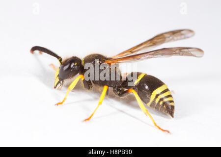 Parete Mason-wasp (Ancistrocerus parietinus) maschio adulto su uno sfondo bianco. Powys, Galles. Maggio. Foto Stock