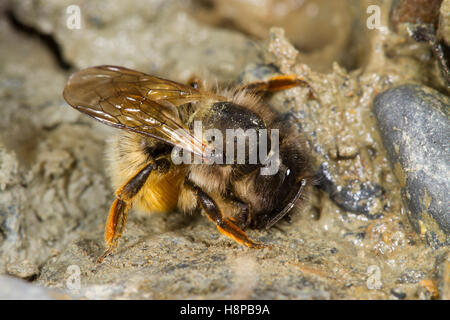 Red Mason api (Osmia simum) femmina adulta raccolta fango umido per costruzione nido. Powys, Wles. Giugno. Foto Stock