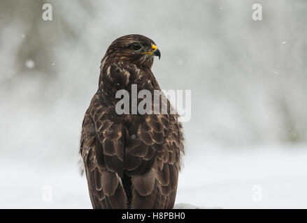 Ritratto di Poiana (Buteo buteo) in inverno, di guardare nella giusta direzione. Gelido e nevoso inverno giorno, Polonia, Foto Stock