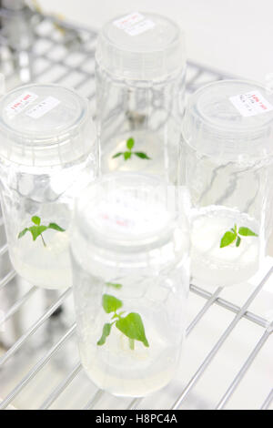 Syngenta Seeds in laboratorio Sarrians (sud-est della Francia) Foto Stock