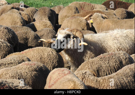 Gregge di Pecore Merino. Foto Stock