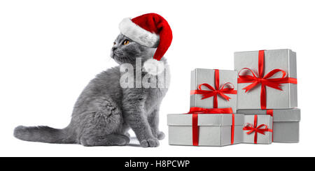 Carino gattino cat blue British Shorthair con Red White Christmas xmas santa hat presente di argento confezioni regalo nastro isolate su whit Foto Stock