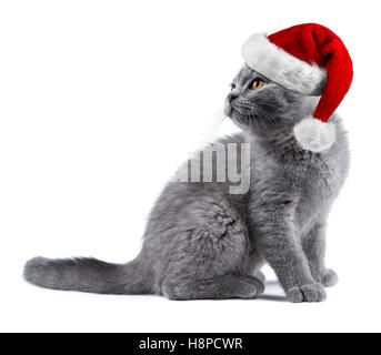 Carino gattino cat blue British Shorthair con Red White Christmas xmas santa hat isolati su sfondo bianco Foto Stock