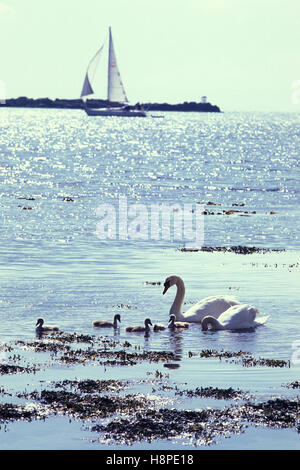 Cigni con cygnets Craighouse Jura Scozia UK Foto Stock