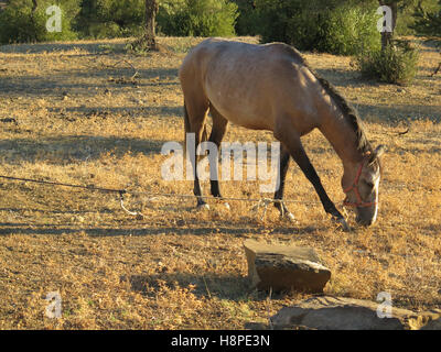 Tethered Stefano cavallo al pascolo in Oliveto Foto Stock