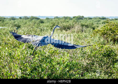 Florida Merritt Island, Merritt Island National Wildlife Refuge, Black Point Wildlife Drive, Great blue heron, Ardea herodias, fauna selvatica, in volo, FL1610251 Foto Stock