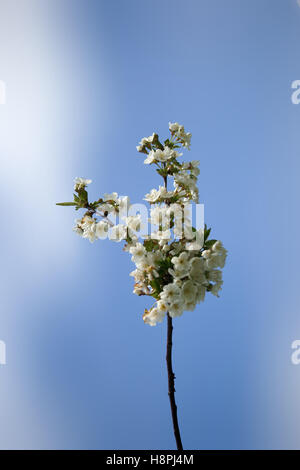 Bianco fiori ciliegio Foto Stock