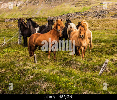 Cavalli islandesi in un pascolo vicino Hvammstanga, in Islanda, Europa, FS 11.30 MB, allevamento di cavalli immagini di cavalli estivi Foto Stock