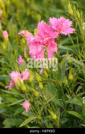 Di un bel colore rosa garofano, il nome scientifico 'Dianthus caryophyllus' nel giardino in background per l'uso. Foto Stock