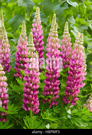 Rosa Lupin (Lupinus polyphyllus) Foto Stock