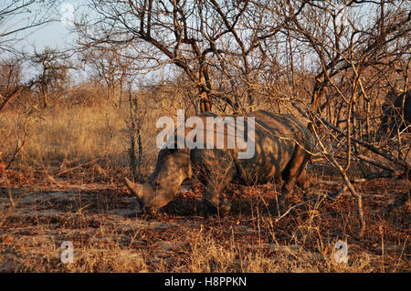 Safari in Sud Africa, savana verde: un rinoceronte nero in una prateria a Kruger National Park, il più grande gioco riserve in Africa dal 1898 Foto Stock