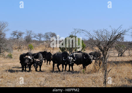 Safari in Sud Africa, savana: mandria di bufali africani nel Parco Nazionale di Kruger, la più grande riserva di caccia in Africa dal 1898 Foto Stock
